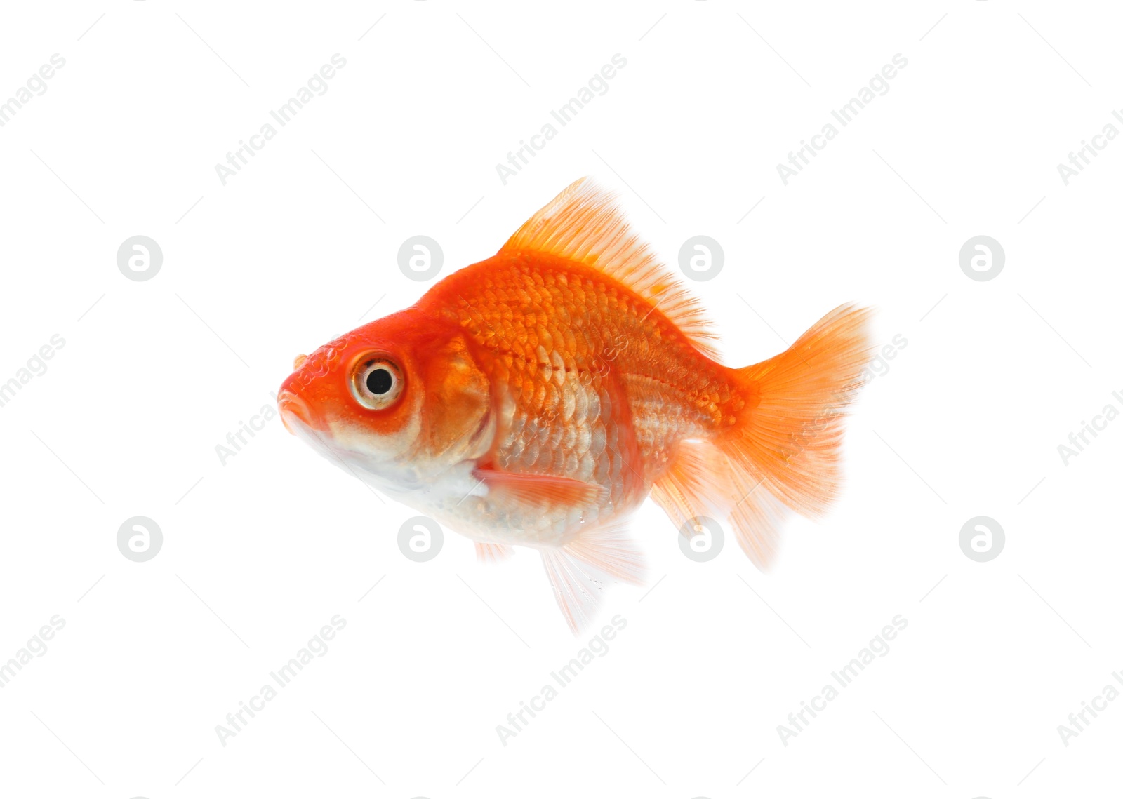 One small beautiful goldfish isolated on white Photo of One small beautiful goldfish isolated on white