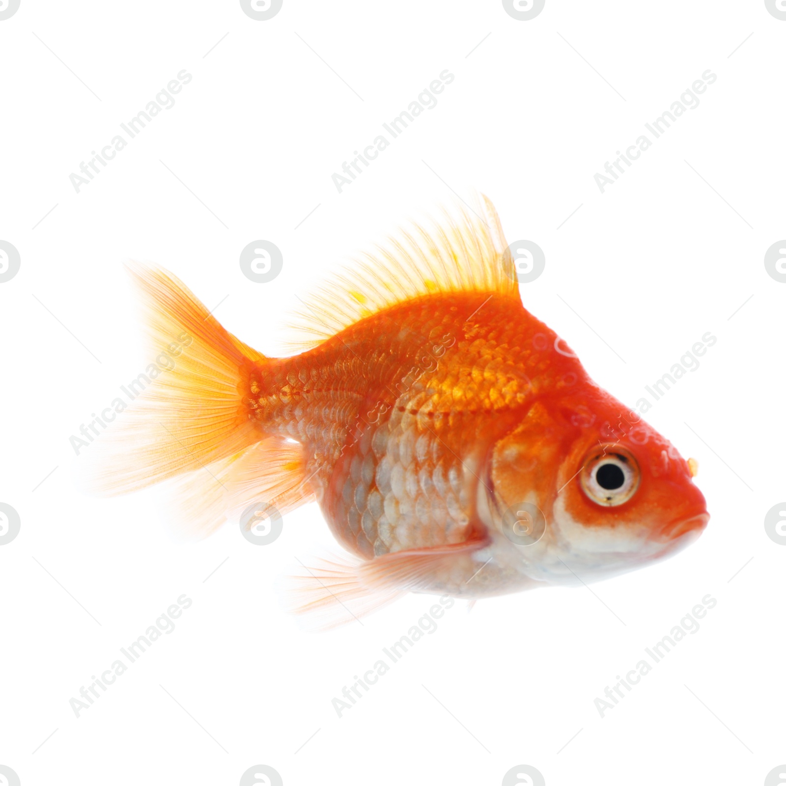 One small beautiful goldfish isolated on white Photo of One small beautiful goldfish isolated on white