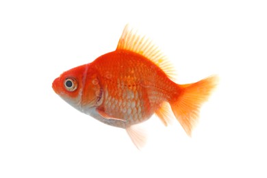 Photo of One small beautiful goldfish isolated on white