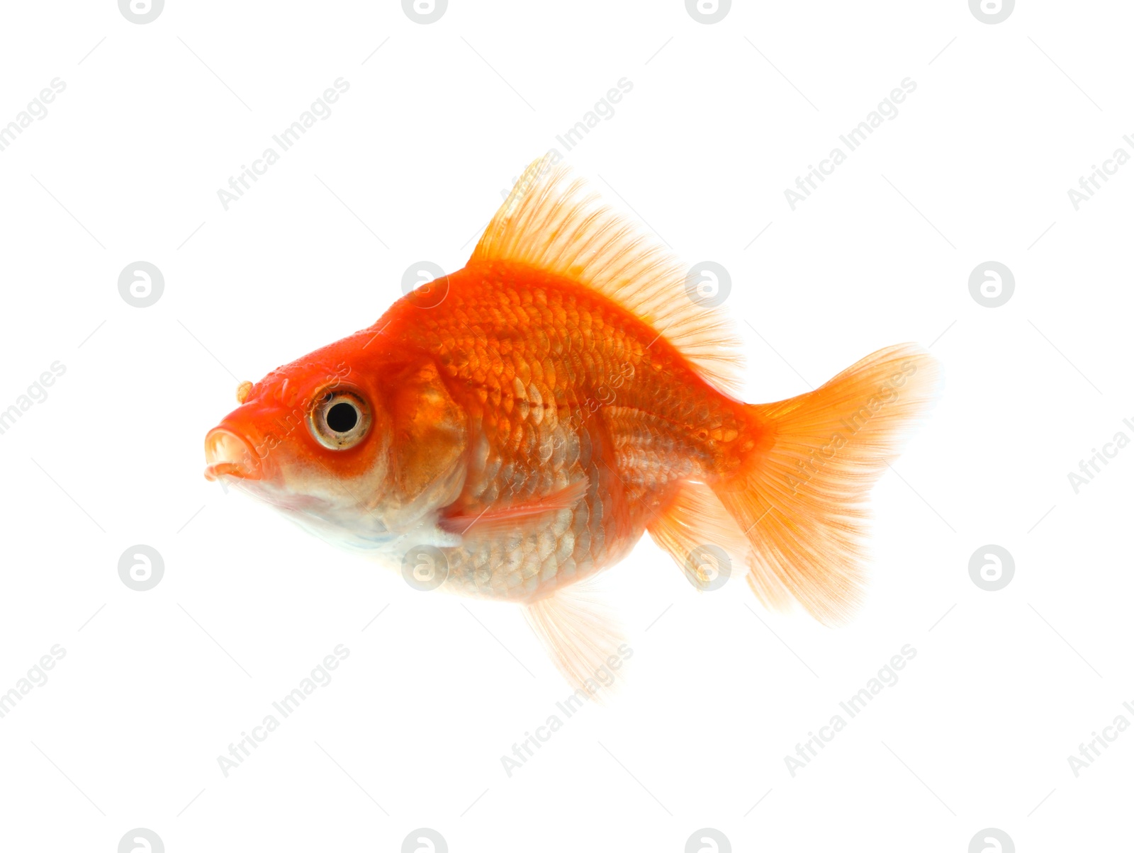 One small beautiful goldfish isolated on white Photo of One small beautiful goldfish isolated on white