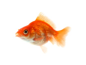 Photo of One small beautiful goldfish isolated on white