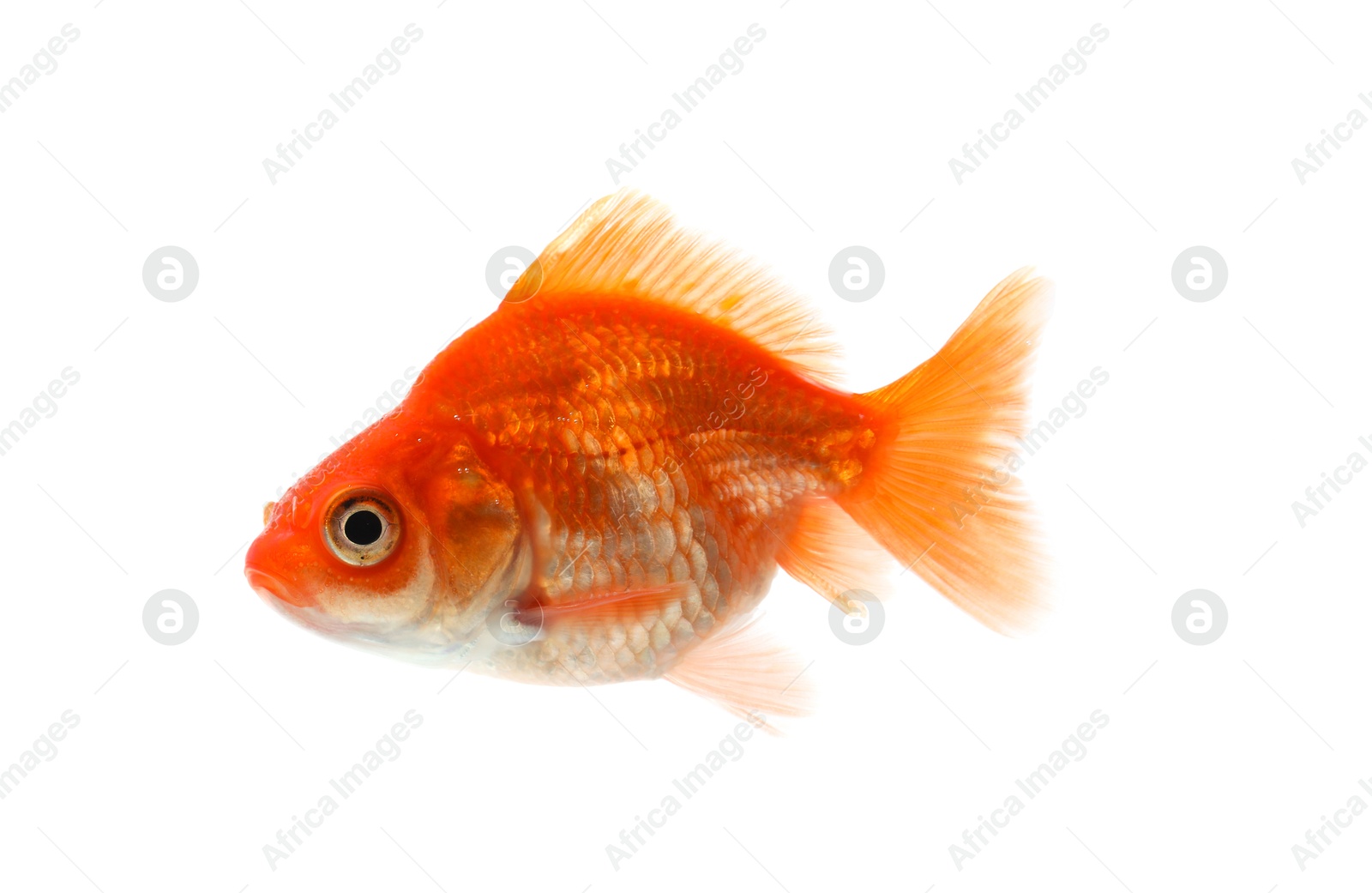 One small beautiful goldfish isolated on white Photo of One small beautiful goldfish isolated on white