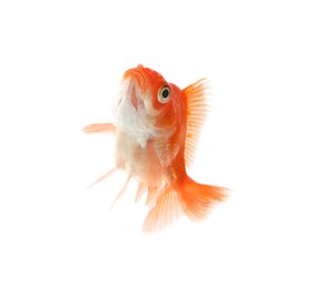Photo of One small beautiful goldfish isolated on white