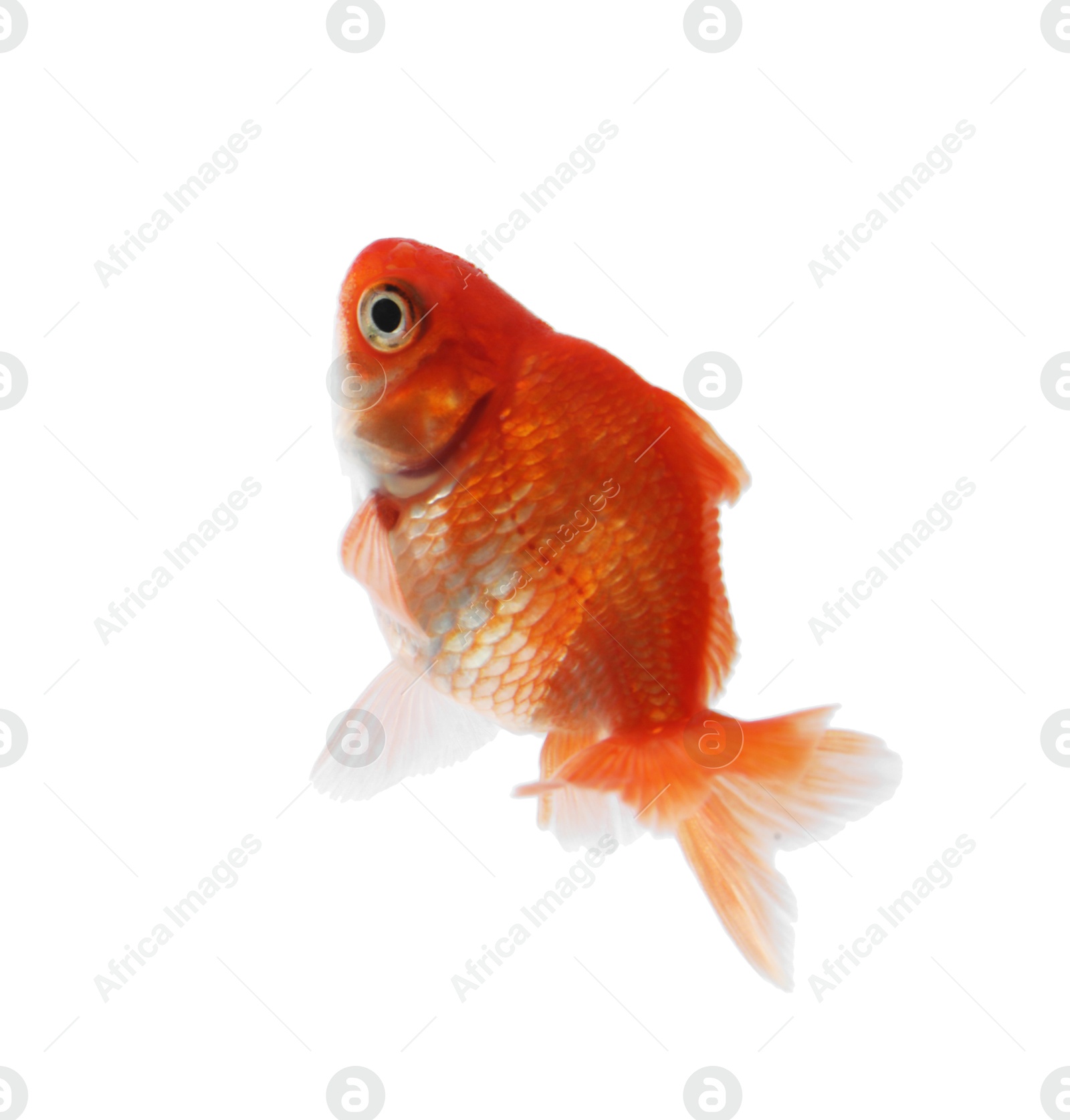 One small beautiful goldfish isolated on white Photo of One small beautiful goldfish isolated on white