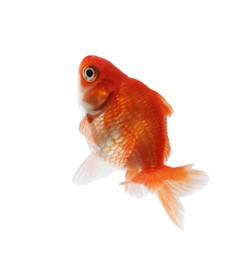Photo of One small beautiful goldfish isolated on white