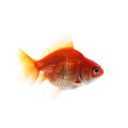 Photo of One small beautiful goldfish isolated on white