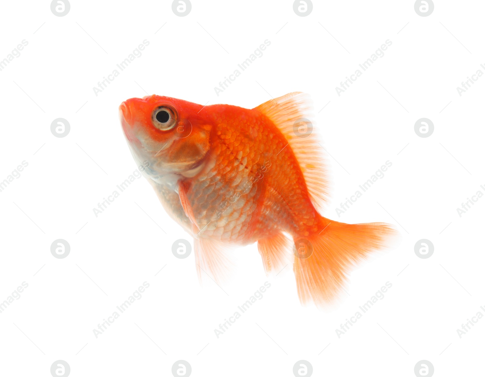 One small beautiful goldfish isolated on white Photo of One small beautiful goldfish isolated on white