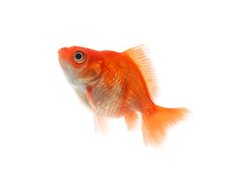 Photo of One small beautiful goldfish isolated on white