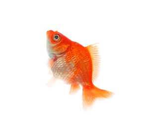 Photo of One small beautiful goldfish isolated on white