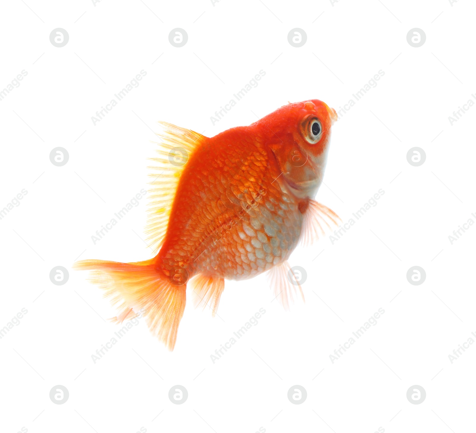 One small beautiful goldfish isolated on white Photo of One small beautiful goldfish isolated on white