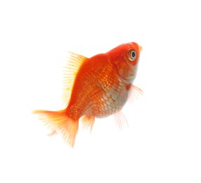 Photo of One small beautiful goldfish isolated on white