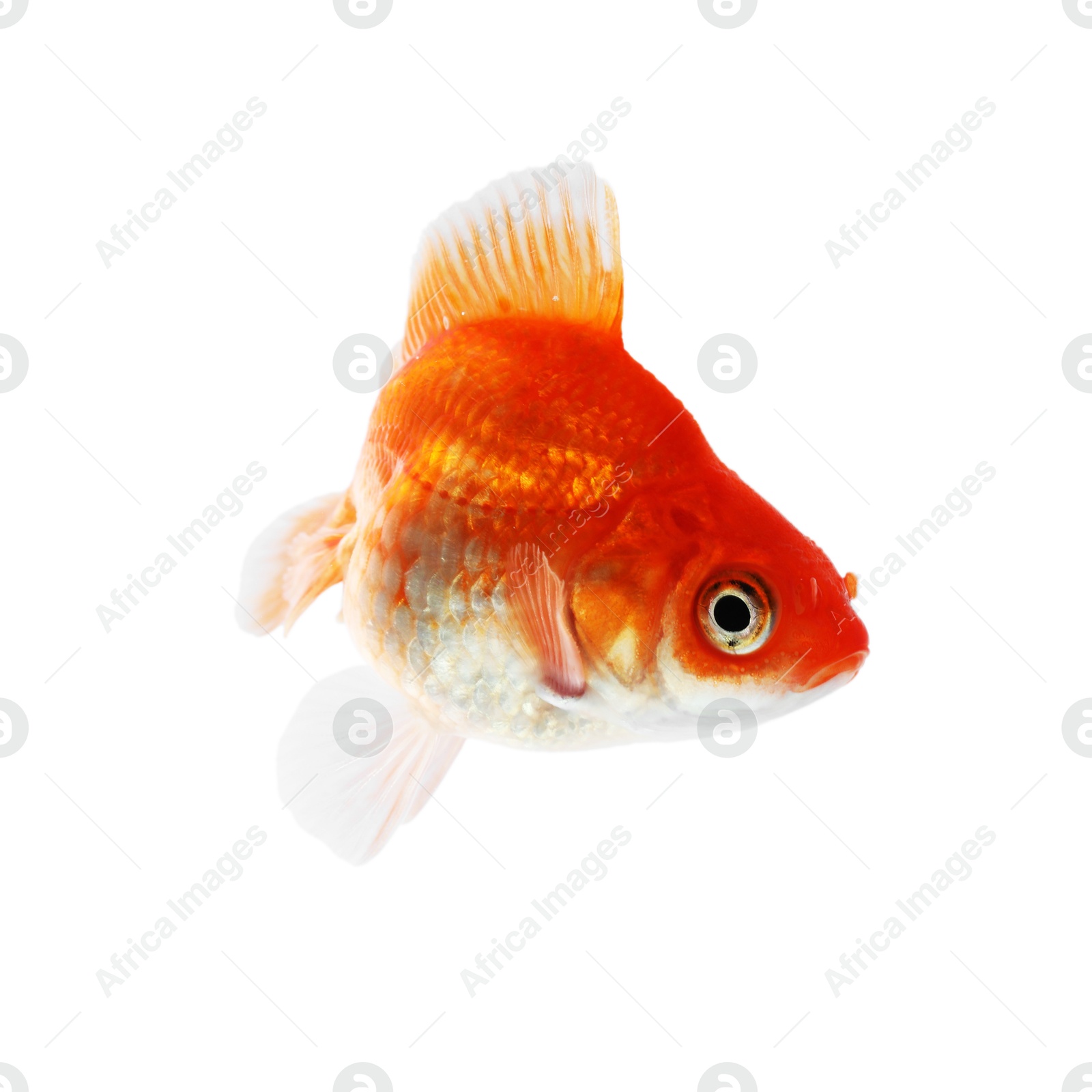 One small beautiful goldfish isolated on white Photo of One small beautiful goldfish isolated on white