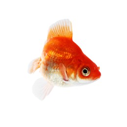 Photo of One small beautiful goldfish isolated on white
