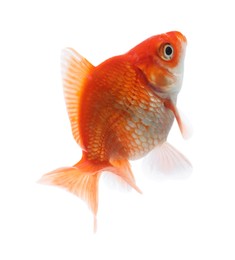 Photo of One small beautiful goldfish isolated on white