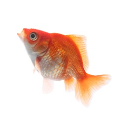 Photo of One small beautiful goldfish isolated on white