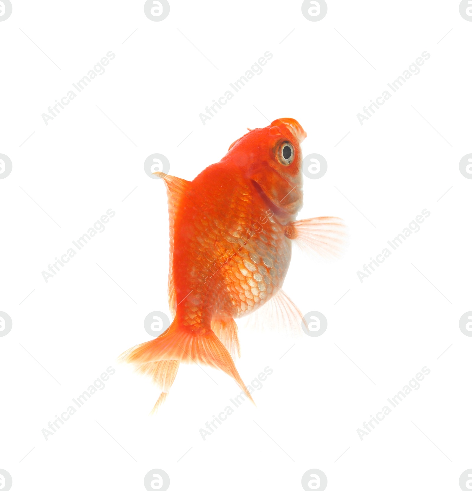 One small beautiful goldfish isolated on white Photo of One small beautiful goldfish isolated on white