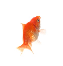 Photo of One small beautiful goldfish isolated on white