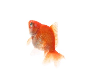Photo of One small beautiful goldfish isolated on white