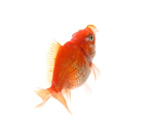 Photo of One small beautiful goldfish isolated on white