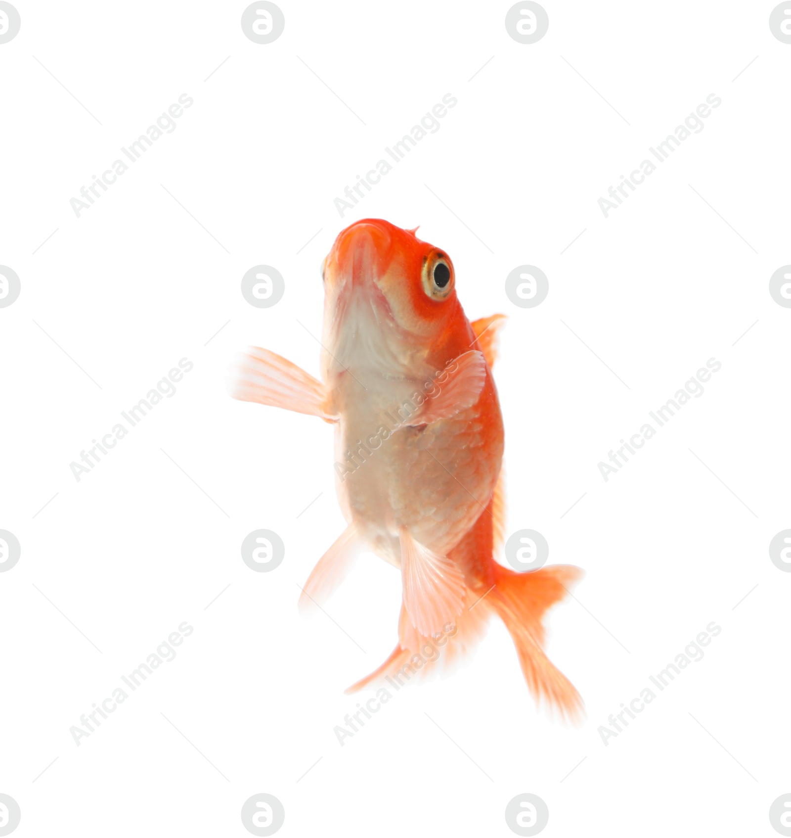 One small beautiful goldfish isolated on white Photo of One small beautiful goldfish isolated on white