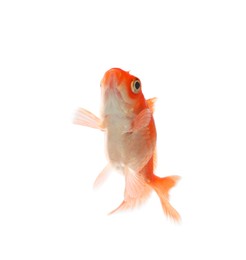 Photo of One small beautiful goldfish isolated on white