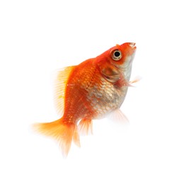 Photo of One small beautiful goldfish isolated on white