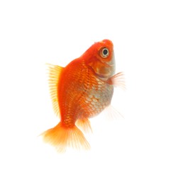 Photo of One small beautiful goldfish isolated on white