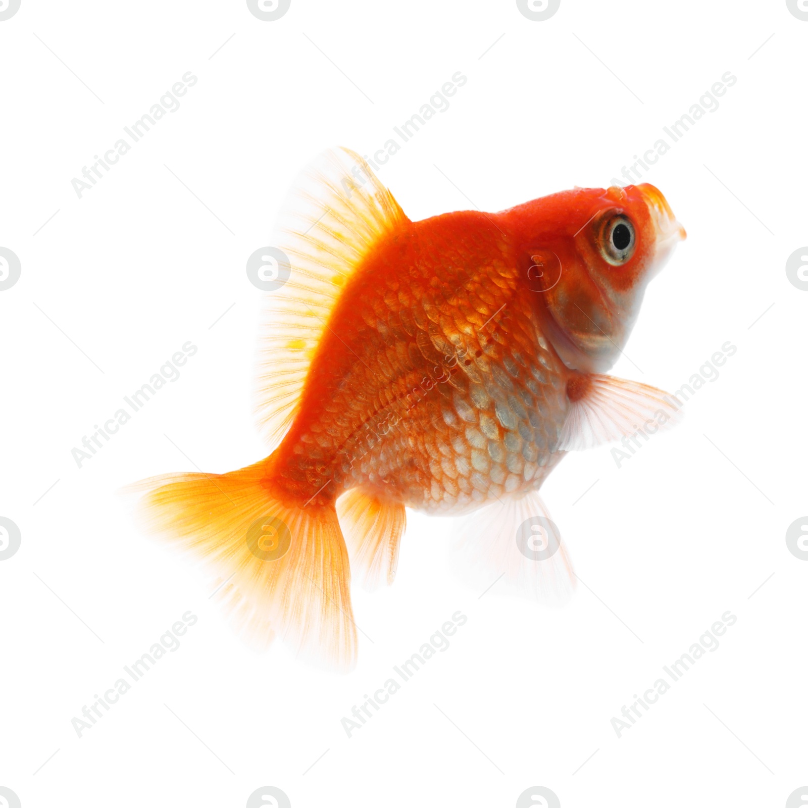 One small beautiful goldfish isolated on white Photo of One small beautiful goldfish isolated on white