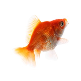 Photo of One small beautiful goldfish isolated on white