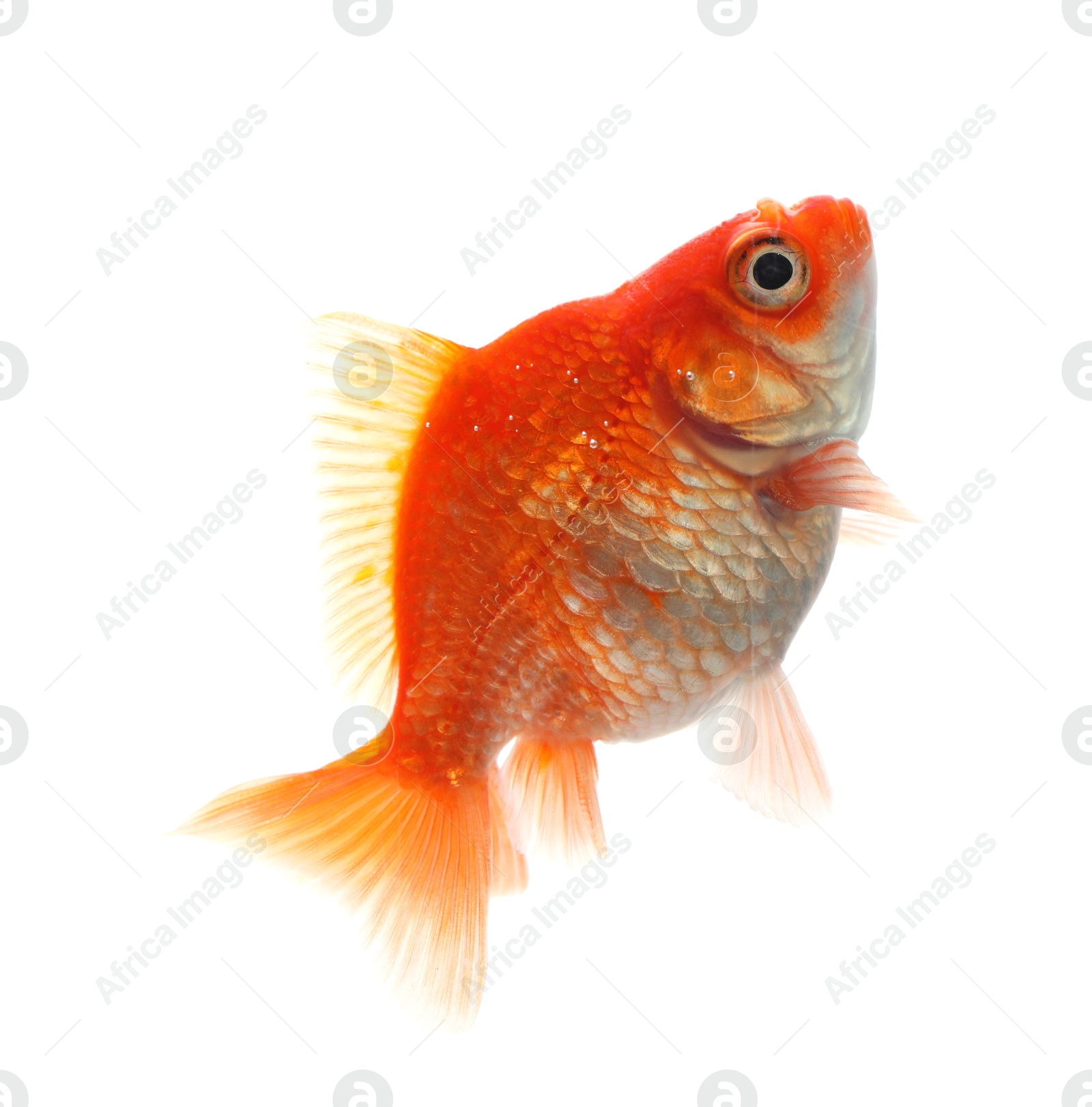 One small beautiful goldfish isolated on white Photo of One small beautiful goldfish isolated on white