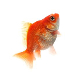 Photo of One small beautiful goldfish isolated on white