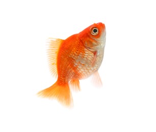 Photo of One small beautiful goldfish isolated on white