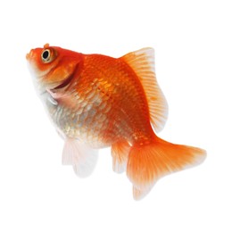 Photo of One small beautiful goldfish isolated on white