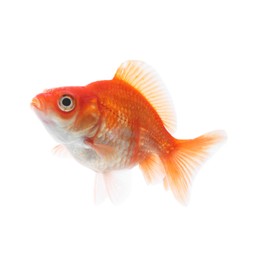 Photo of One small beautiful goldfish isolated on white