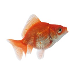 Photo of One small beautiful goldfish isolated on white