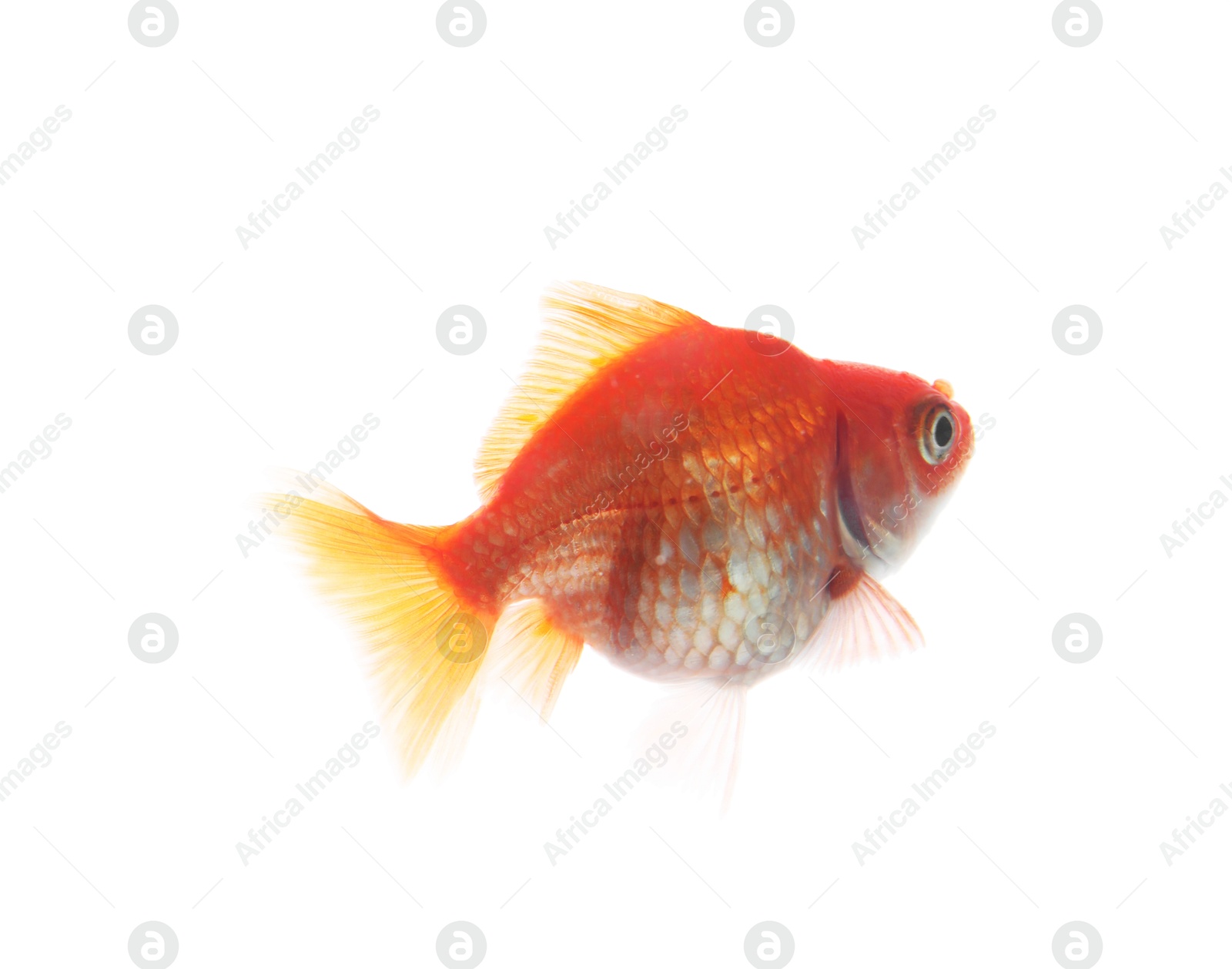 One small beautiful goldfish isolated on white Photo of One small beautiful goldfish isolated on white
