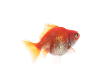 Photo of One small beautiful goldfish isolated on white