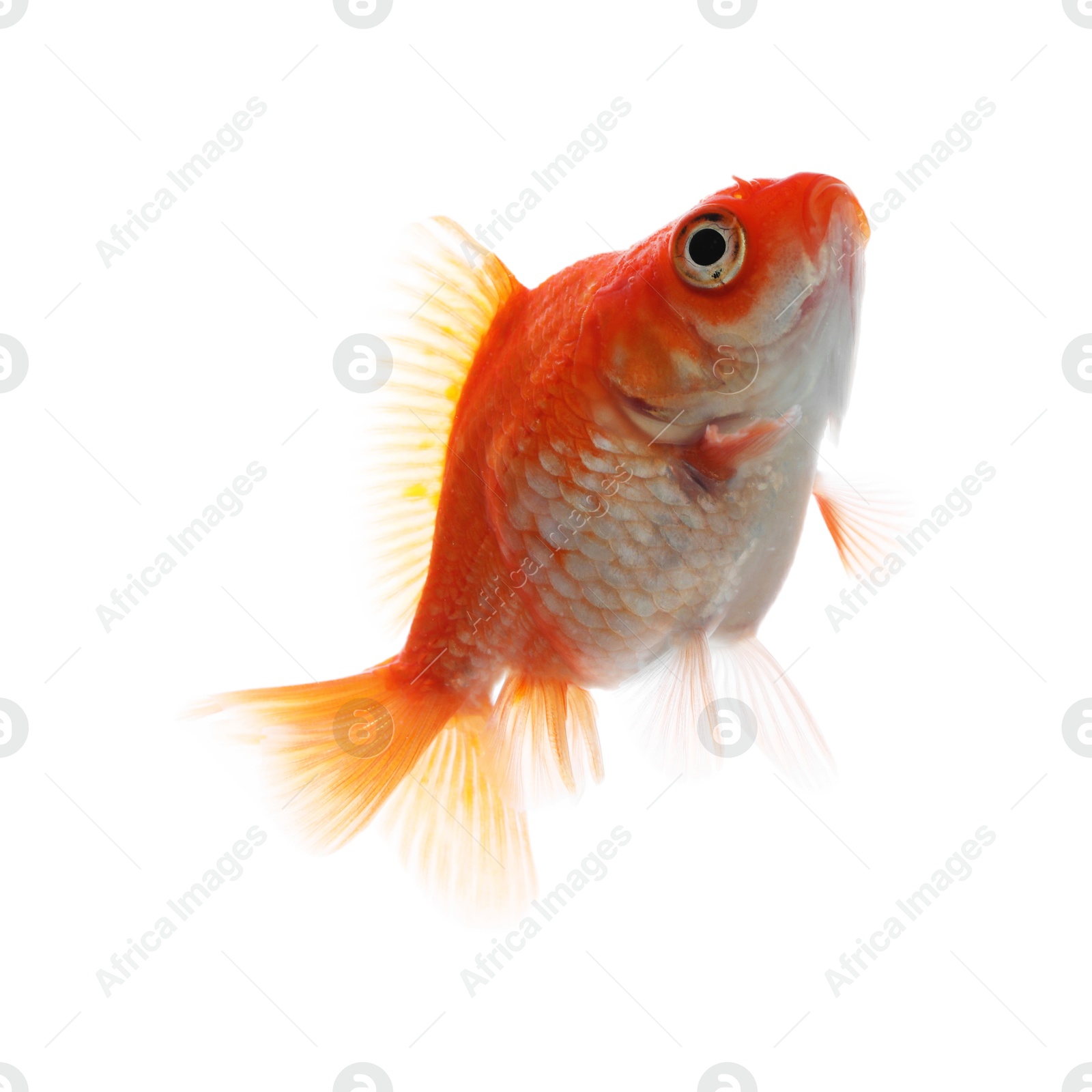 One small beautiful goldfish isolated on white Photo of One small beautiful goldfish isolated on white