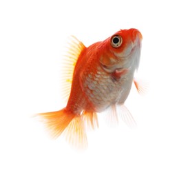 Photo of One small beautiful goldfish isolated on white