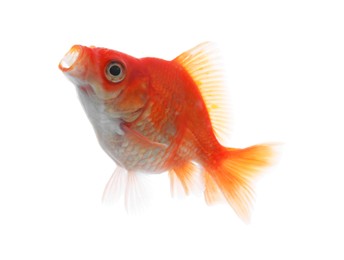 Photo of One small beautiful goldfish isolated on white