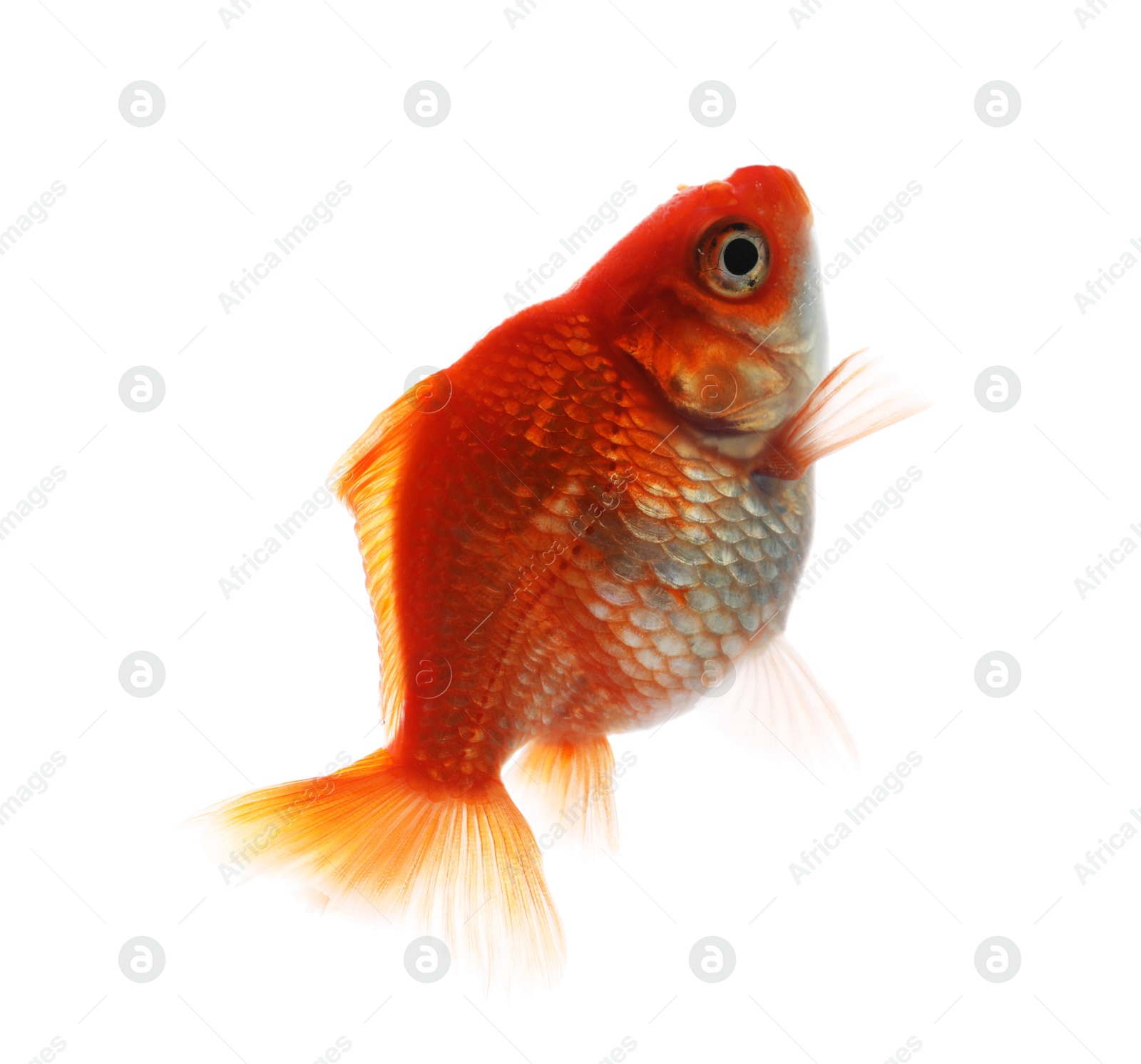 One small beautiful goldfish isolated on white Photo of One small beautiful goldfish isolated on white