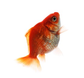 Photo of One small beautiful goldfish isolated on white
