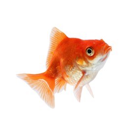 Photo of One small beautiful goldfish isolated on white