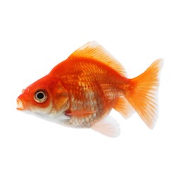 Photo of One small beautiful goldfish isolated on white