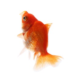 Photo of One small beautiful goldfish isolated on white