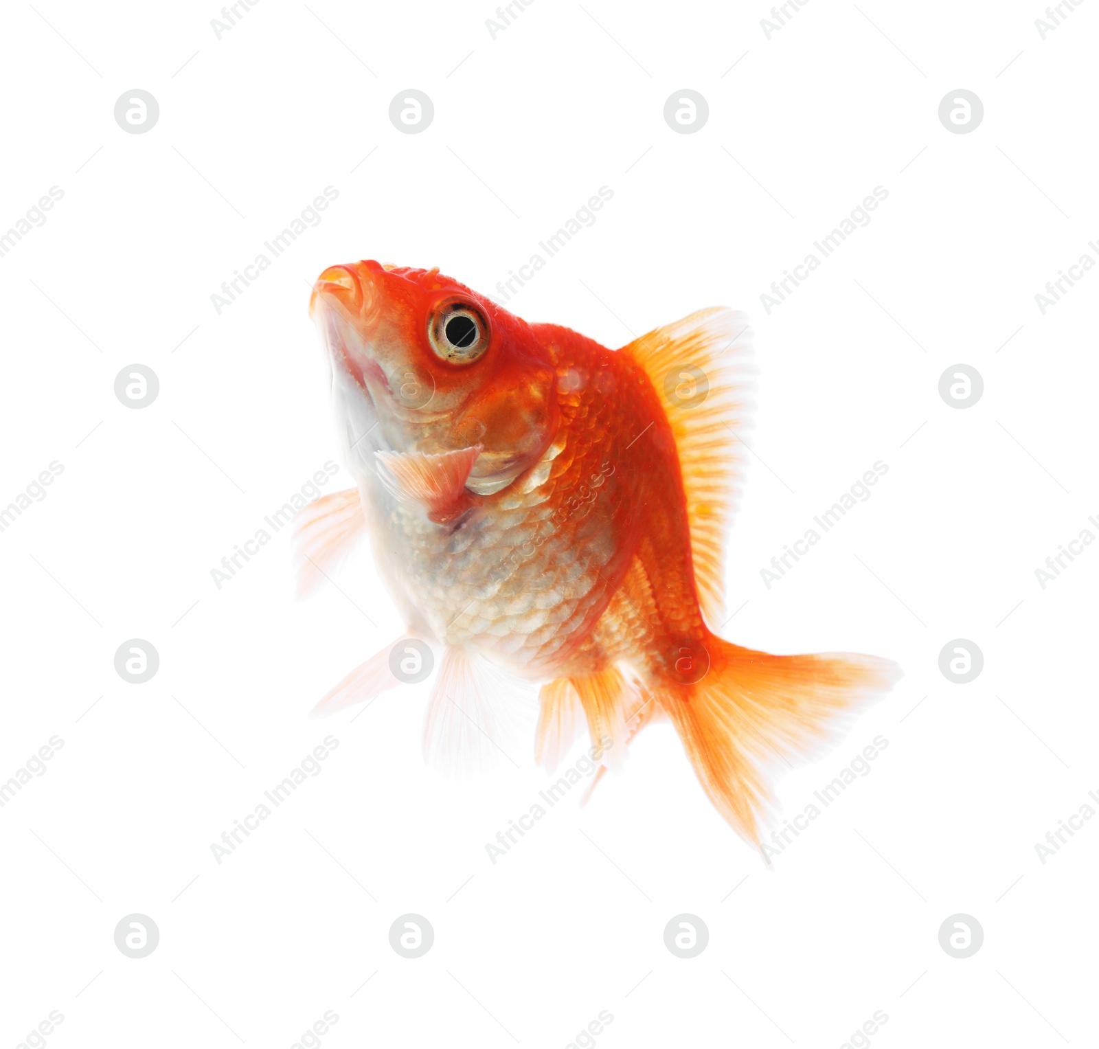 One small beautiful goldfish isolated on white Photo of One small beautiful goldfish isolated on white