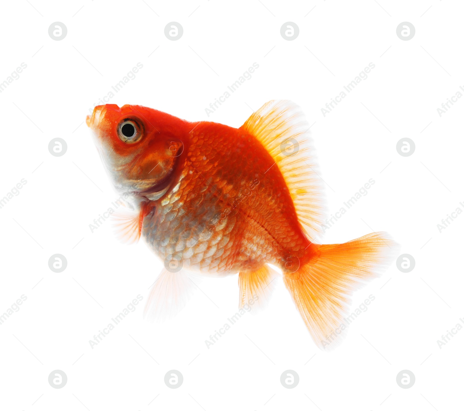 One small beautiful goldfish isolated on white Photo of One small beautiful goldfish isolated on white