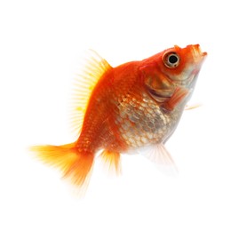 Photo of One small beautiful goldfish isolated on white