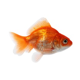 Photo of One small beautiful goldfish isolated on white