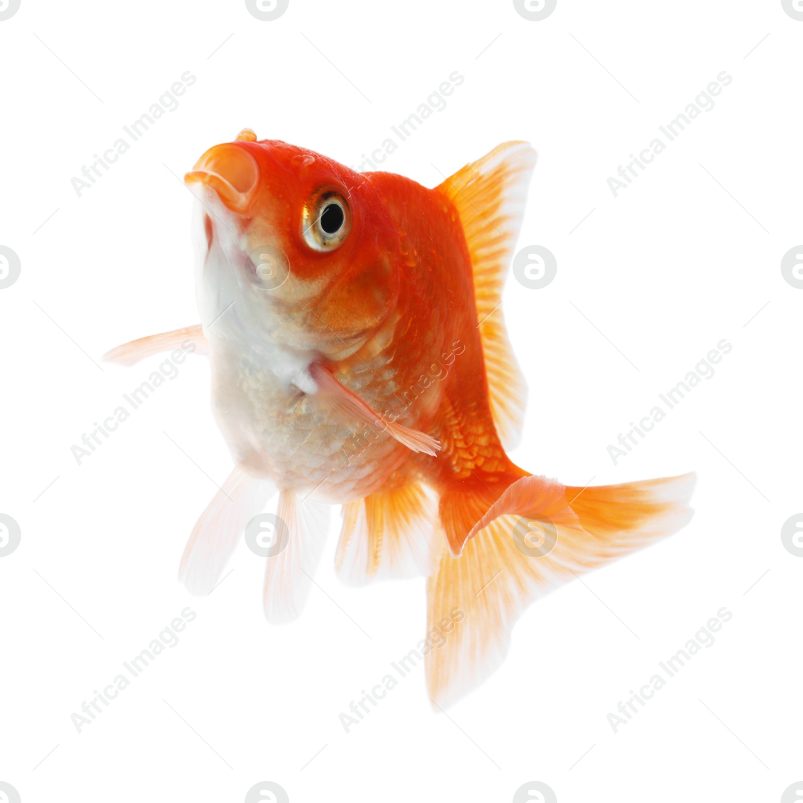 One small beautiful goldfish isolated on white Photo of One small beautiful goldfish isolated on white